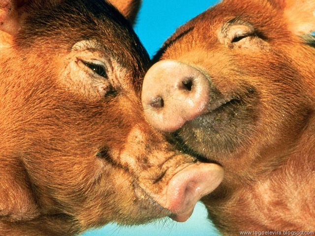 [pigs-in-love%255B6%255D.jpg]