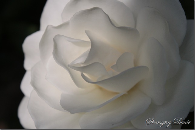 IMG_6917 IMG_6917