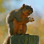 Squirrels 2007