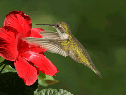 lindo beija flor voando