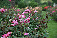 IMG_4508.JPG