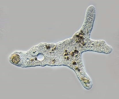 [amiba%255B4%255D.jpg]