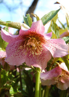 Het kleine Paradijs, bloementuin Het kleine Paradijs, bloementuin
