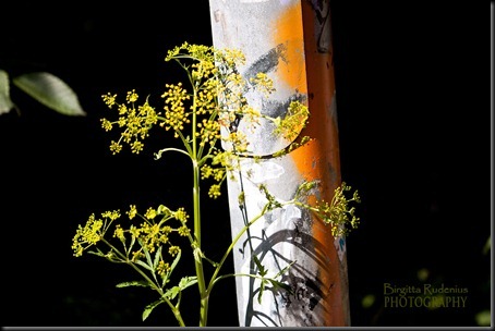 blom_20120724_gulstolpe