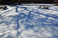 Snow_tree_limbs