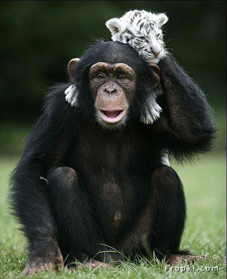 Unusual Friendships: Friendship is one mind in two bodies by Mencius