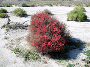 Brilliant Chuparosa Bush near Bow Willow campground