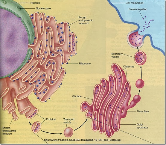 Golgi-Apparatus-and-ER Golgi-Apparatus-and-ER
