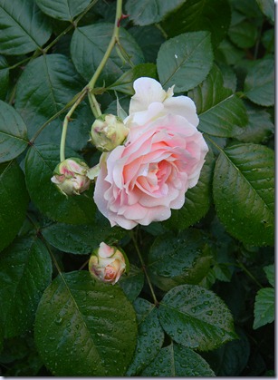 DSCN3738 DSCN3738
