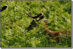 Bradgate Park D300s X14  04-06-2012 13-04-052