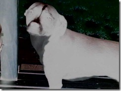 Photo0354