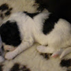 puppen anna 043.jpg