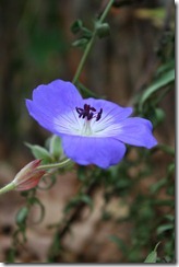 bloggebilder 022