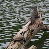 Sun bathing water monitor and lizard.  Not a care in the world!