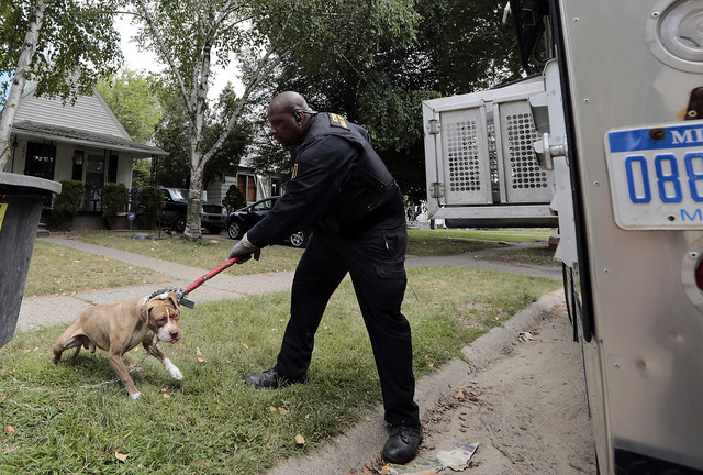 City of Detroit Animal Control officer Malachi Jackson with a pit bull that was captured to be quarantined after biting someone in Detroit on 19 August 2013. As many as 50,000 stray dogs roam the streets and vacant homes of bankrupt Detroit. Photo: Jeff Kowalsky / Bloomberg