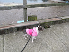 Pepper asks, 'Does this parka make me look fat?'