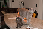 Our feline family.