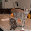 Our feline family. Our feline family.