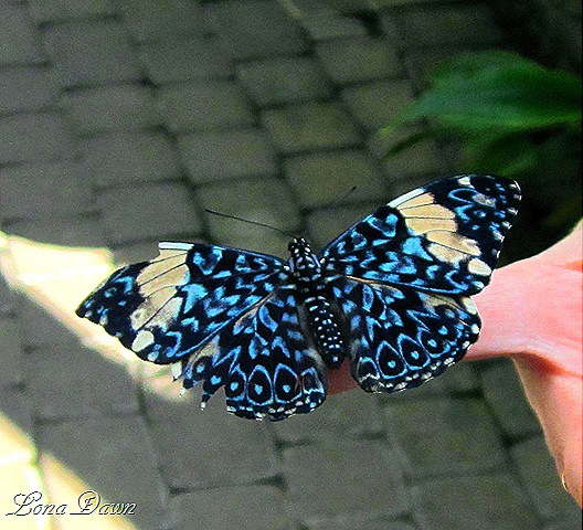 [FPC_Butterfly_Blue%255B12%255D.jpg]