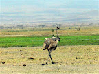 Amboseli Slideshow