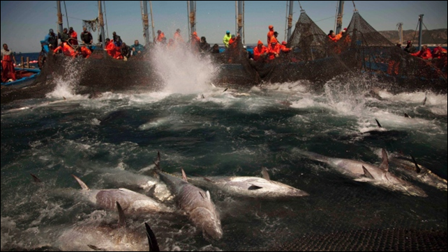 Atlantic bluefin tuna are corralled by fishing nets off the coast of Barbate, Cadiz province, southern Spain. Two studies by environmental groups say overfishing of the Atlantic continues, in part because quotas are too high. Photo: Emilio Morenatti / Associated Press