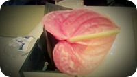 IMAG0403
