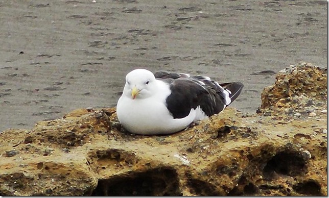 Pichilemu_DSC02586