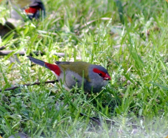 Firetail finches