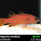Liopropoma_swalesi.jpg