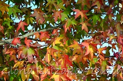 35 - Glória Ishizaka - Folhas de Outono