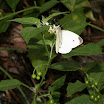cabbagewhiteonCommonNightshade0928a.jpg