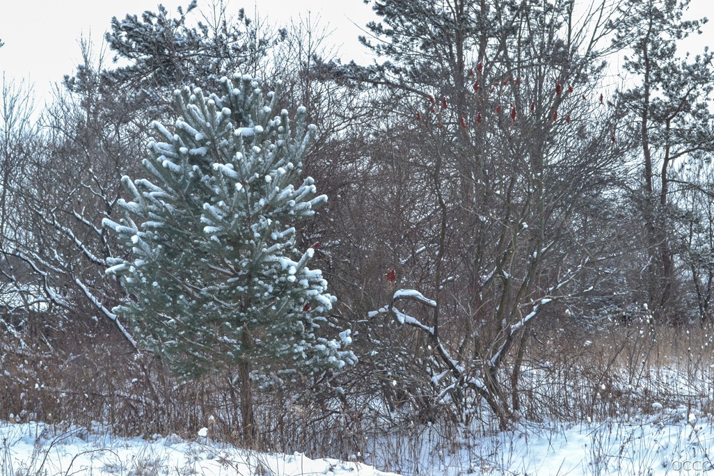 [winter%2520scenery%2520%25281%2520of%25201%2529-7%255B3%255D.jpg]