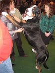Greater Swiss Mountain Dog