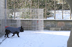 This snow feels really cold on my feet!  They've gotten so tender being inside so much.