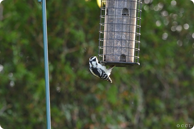 DSC_0966 DSC_0966