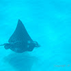  Snorkel Buck Island Reef 