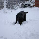 Jan 2010 Snow - trapped at home