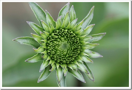 110603_echinacea