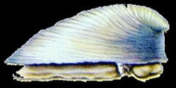 Neopilina Neopilina