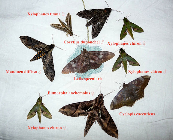 Erebinae : Cyclopis caecutiens HÜBNER, (1821) ; Letis specularis HÜBNER, (1821). Sphingidae : Sphinginae : Cocytius duponchel POEY, 1832 ; Manduca diffissa tropicalis ROTSCHILD & JORDAN, 1903. Macroglossinae : Eumorpha anchemolus CRAMER, 1780 ; Xylophanes chiron nechus CRAMER, 1777 ; Xylophanes titana DRUCE, 1878. Coroico (alt. 1800 m). Bolivie, 6 février 2008. Photo : J. F. Christensen