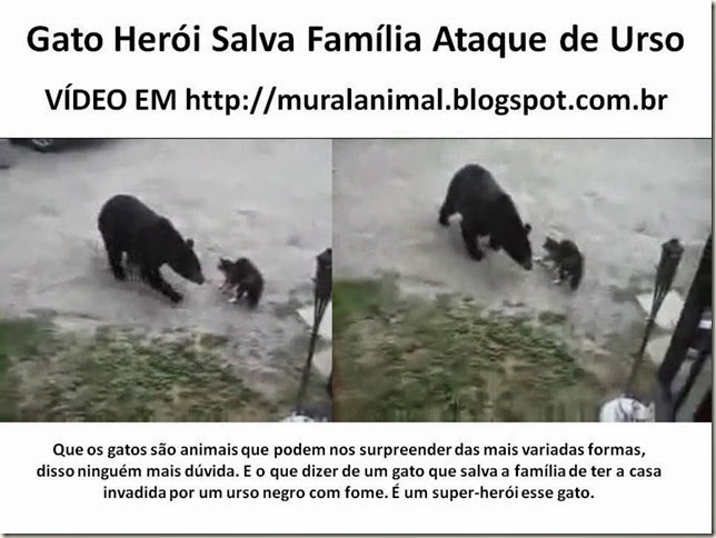 Gato Herói Salva