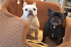 We're very happy to have such a comfortable bed to snuggle in and that Ron is always taking our picture and making us feel like the movie stars that we are.