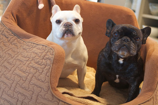 We're very happy to have such a comfortable bed to snuggle in and that Ron is always taking our picture and making us feel like the movie stars that we are.