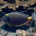 Orangespine Unicornfish - Photo CC BY-NC-SA DavidR.808