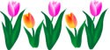 [tulips-borderth%255B7%255D.jpg]