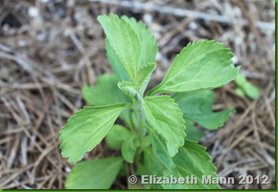 stevia