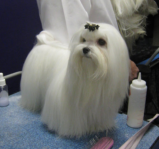 Maltese