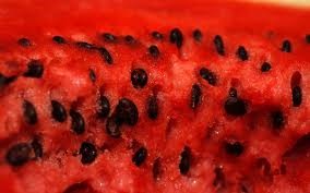 [watermelon%25202.jpg]