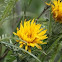 Yellow Thistle