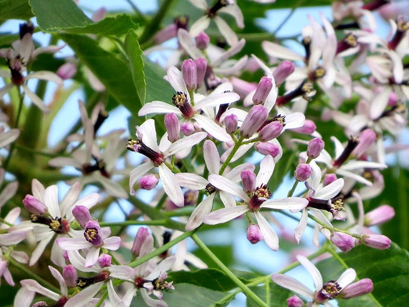 [Chinaberry_Blossoms_kkway%255B3%255D.jpg]